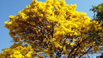 Sementes de Ipe Amarelo Serrado - so Flor Sementes