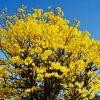 Sementes de Ipe Amarelo Serrado - so Flor Sementes