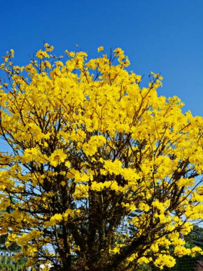 Sementes de Ipe Amarelo Serrado - so Flor Sementes