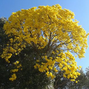 Sementes de Ipe Amarelo Serrado - so Flor Sementes