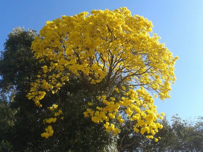 Sementes de Ipe Amarelo Serrado - so Flor Sementes