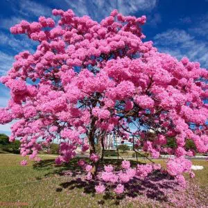 ipe rosa handroanthus impetiginosus comprar sementes3