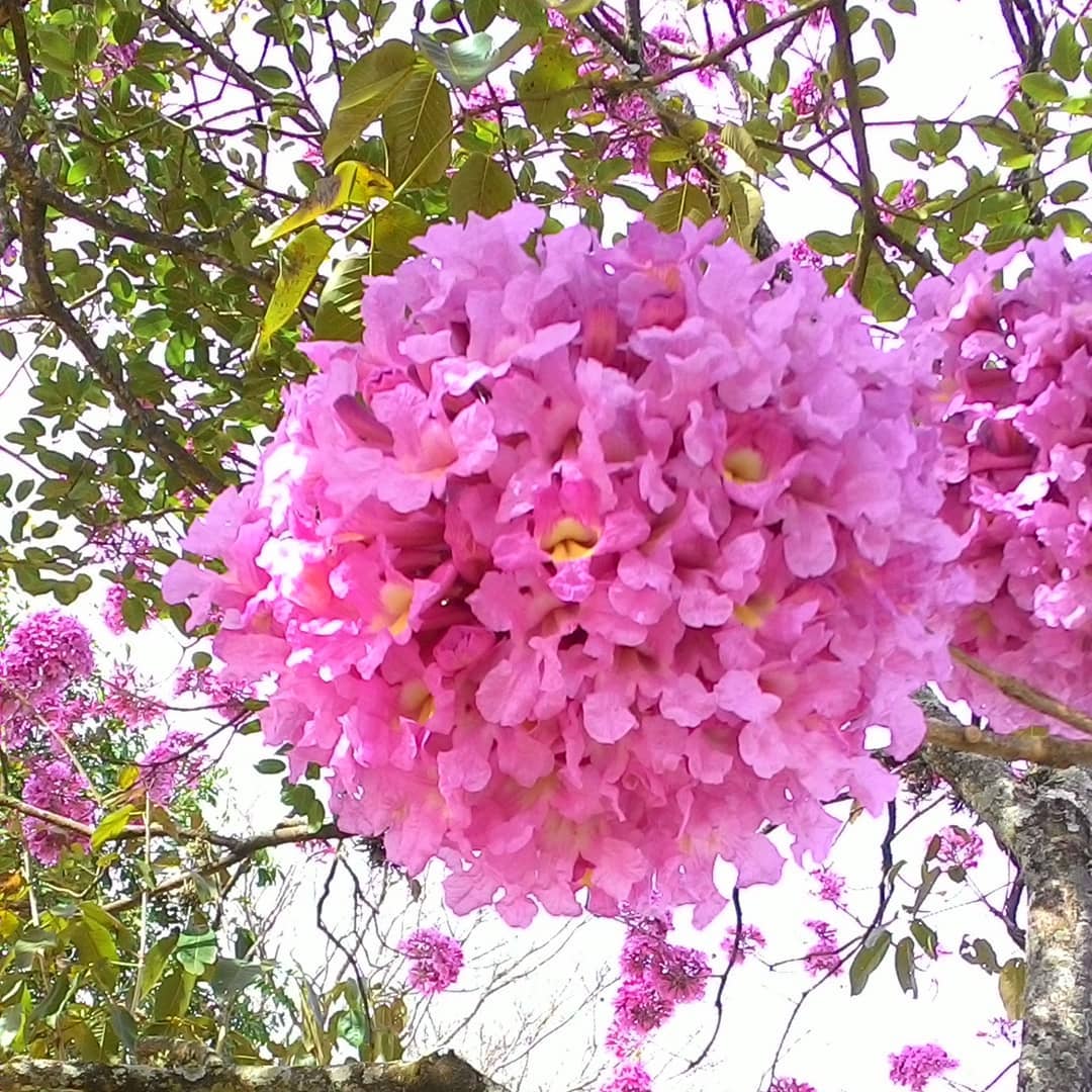 Ipê Rosa - Handroanthus avellanedae - 5 Sementes - SoFlor Sementes