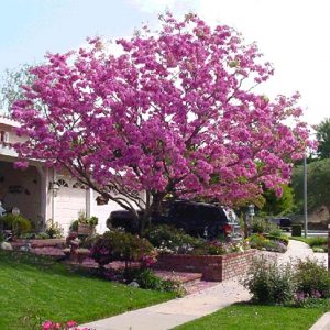 Ipê Rosa - Handroanthus avellanedae - 5 Sementes - SoFlor Sementes