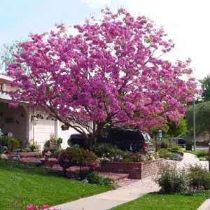 ipe rosa handroanthus impetiginosus comprar sementes6