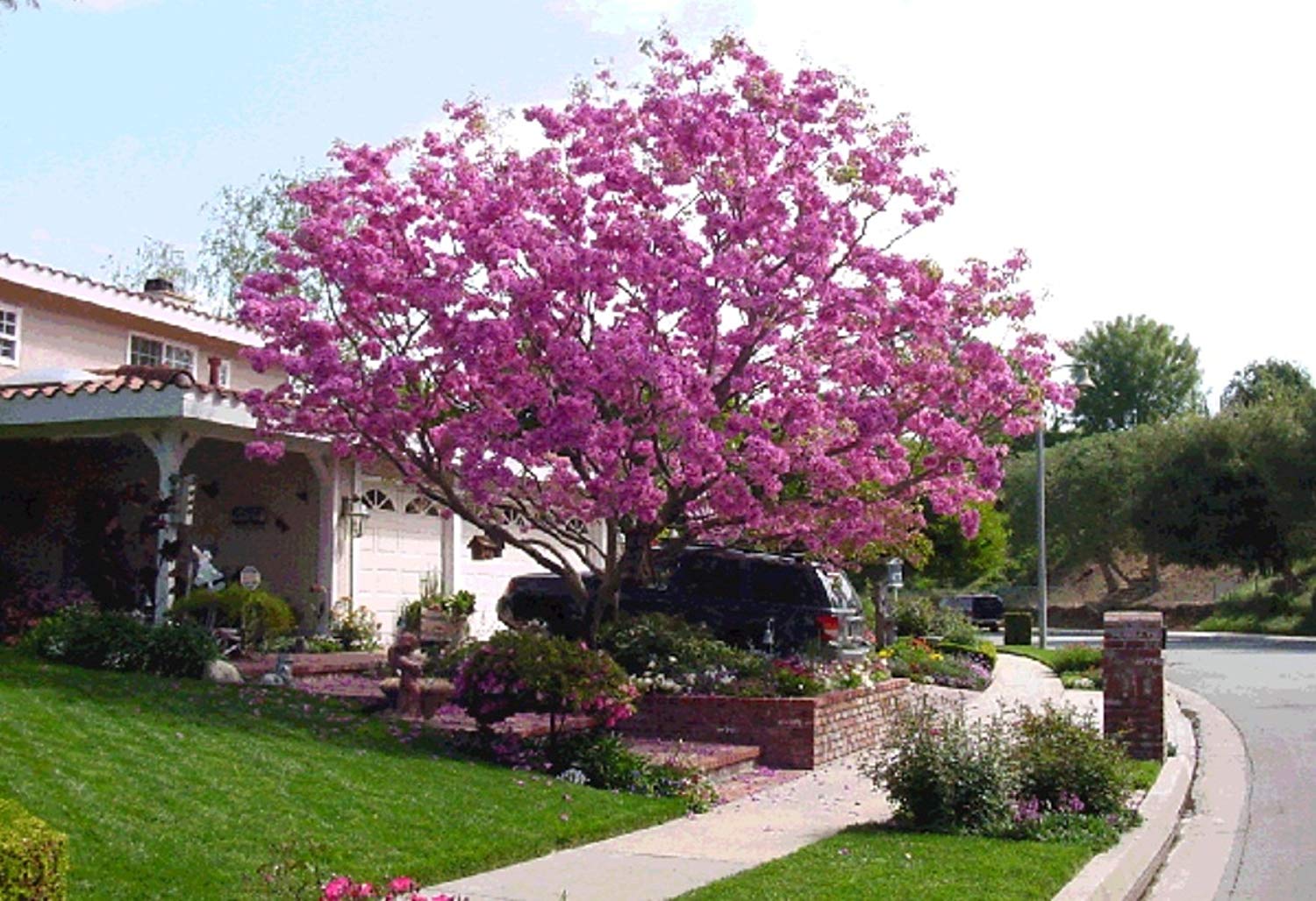 Ipê Rosa - Handroanthus avellanedae - 5 Sementes - SoFlor Sementes