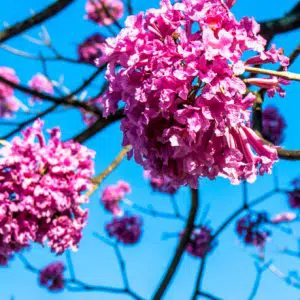Sementes de Ipe Rosa- So Flor Sementes