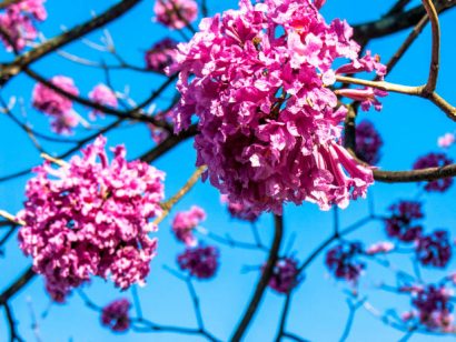 Sementes de Ipe Rosa- So Flor Sementes