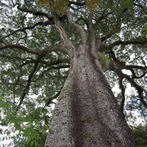 jequitiba rosa gigante cariniana legalis comprar semente