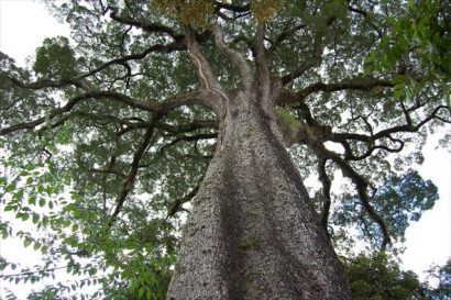 jequitiba rosa gigante cariniana legalis comprar semente