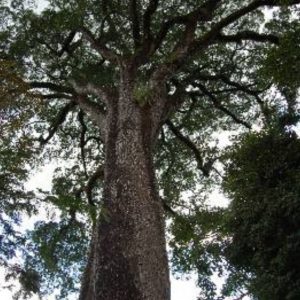 jequitiba rosa gigante cariniana legalis comprar semente1