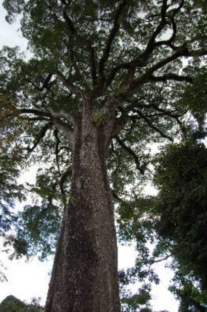 jequitiba rosa gigante cariniana legalis comprar semente1