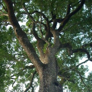 jequitiba rosa gigante cariniana legalis comprar semente2