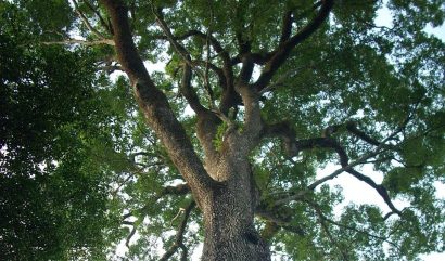 jequitiba rosa gigante cariniana legalis comprar semente2