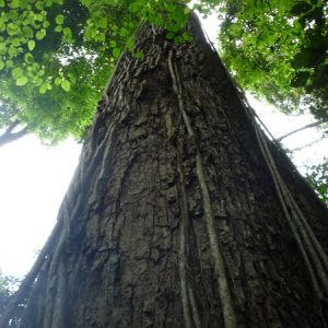 jequitiba rosa gigante cariniana legalis comprar semente3