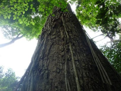 jequitiba rosa gigante cariniana legalis comprar semente3