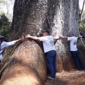 jequitiba rosa gigante cariniana legalis comprar semente4