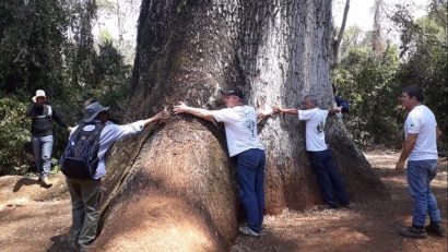 jequitiba rosa gigante cariniana legalis comprar semente4