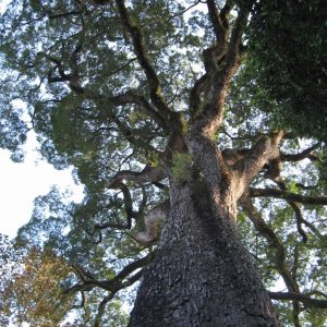 jequitiba rosa gigante cariniana legalis comprar semente5