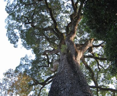 jequitiba rosa gigante cariniana legalis comprar semente5