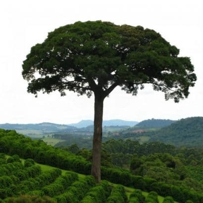 jequitiba rosa gigante cariniana legalis comprar semente6