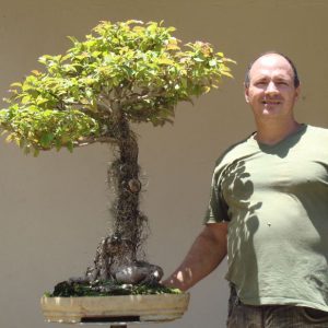 jequitiba rosa gigante cariniana legalis comprar semente7