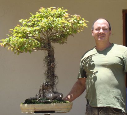 jequitiba rosa gigante cariniana legalis comprar semente7