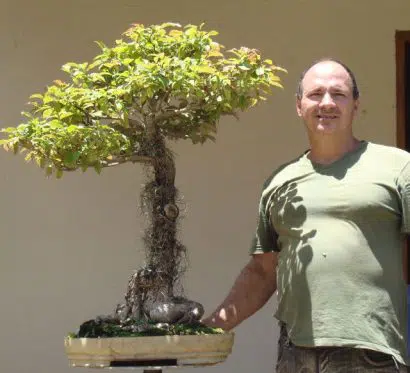 jequitiba rosa gigante cariniana legalis comprar semente7