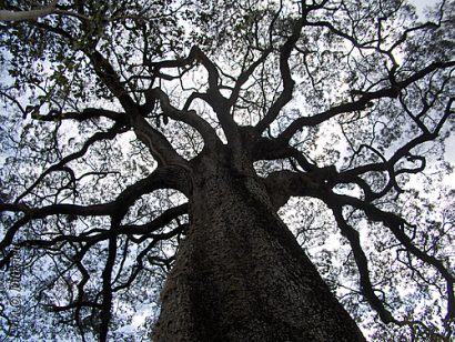 jequitiba rosa gigante cariniana legalis comprar semente9