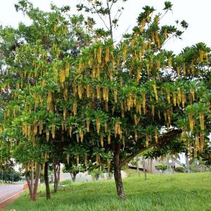 lofantera lophantera lactescens comprar semente arvore chuva de ouro