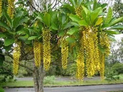 lofantera lophantera lactescens comprar semente arvore chuva de ouro1