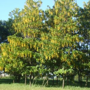 lofantera lophantera lactescens comprar semente arvore chuva de ouro2