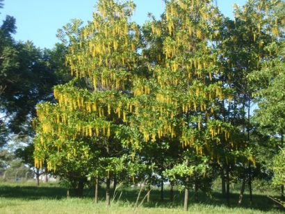 lofantera lophantera lactescens comprar semente arvore chuva de ouro2