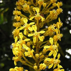 lofantera lophantera lactescens comprar semente arvore chuva de ouro4