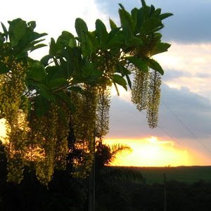 lofantera lophantera lactescens comprar semente arvore chuva de ouro7