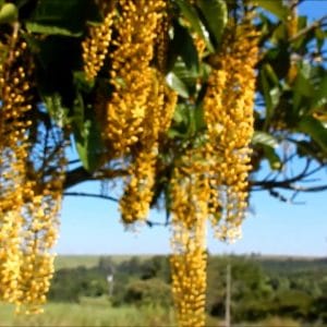 lofantera lophantera lactescens comprar semente arvore chuva de ouro8