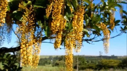 lofantera lophantera lactescens comprar semente arvore chuva de ouro8