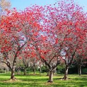 mulungu do litoral erythrina speciosa comprar semente arvore