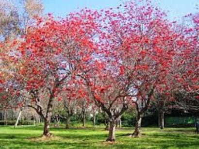 mulungu do litoral erythrina speciosa comprar semente arvore