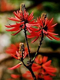 mulungu do litoral erythrina speciosa comprar semente arvore1