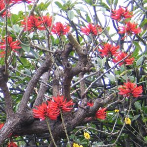 mulungu do litoral erythrina speciosa comprar semente arvore2