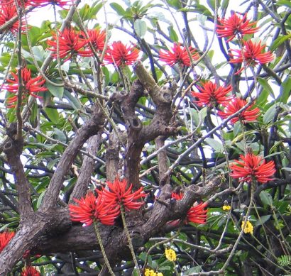 mulungu do litoral erythrina speciosa comprar semente arvore2