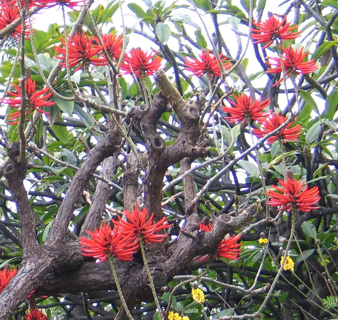 mulungu do litoral erythrina speciosa comprar semente arvore2