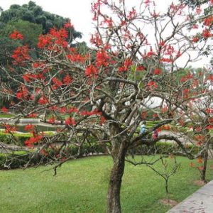 mulungu do litoral erythrina speciosa comprar semente arvore3