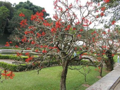 mulungu do litoral erythrina speciosa comprar semente arvore3