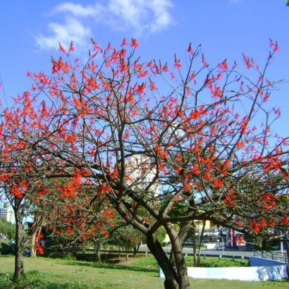 mulungu do litoral erythrina speciosa comprar semente arvore4