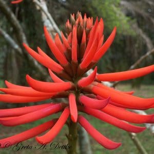 mulungu do litoral erythrina speciosa comprar semente arvore5