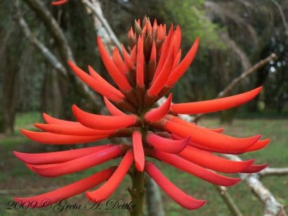 mulungu do litoral erythrina speciosa comprar semente arvore5