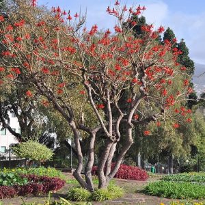 mulungu do litoral erythrina speciosa comprar semente arvore6