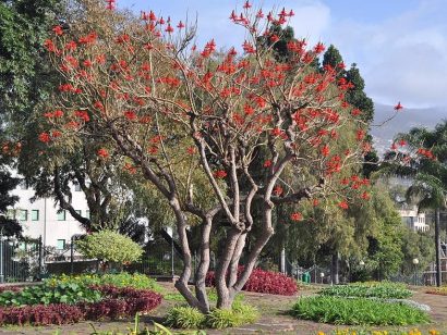 mulungu do litoral erythrina speciosa comprar semente arvore6